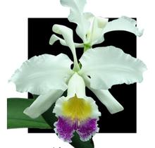 Cattleya General Pau Semi Alba - ORQUIDARIO DF