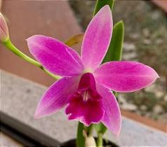 Cattleya L.C. Pink Doll 'Garnet Sea' x L. Rupestres pré adulta (F021)