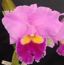 Cattleya LC Drumbet San Gabriel (S-115) - pré adulta