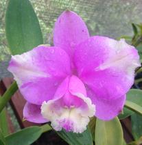Cattleya loddigesii var. pelórica