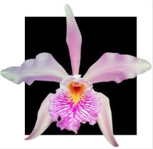 Cattleya Mossaie X Cattleya Maxima