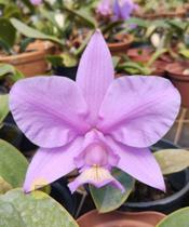 Cattleya Nobilior 3 Irmãos X Coerulense