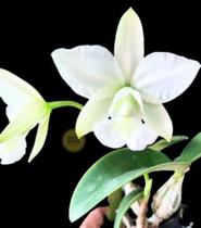 Cattleya Nobilior Alba Maranhão X Alba Filha De Rosinha - orquidario DF