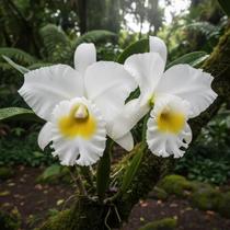 Cattleya Pastoral Innocence x Self - Orquídea