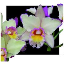 Cattleya Toshie Aoki X Erin Kobayashi-161-163 - orquidario DF