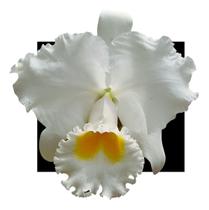 Cattleya Trianeae (alba X Alba)