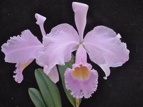 Cattleya Trinae Concolor 3X - Corte Adulto