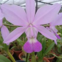 Cattleya Walkeriana Albescens Tokyo x Equilab - Orquídea Rara