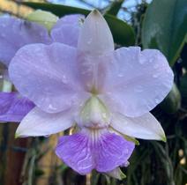 Cattleya walkeriana coerulea - Toquinho de Madeira - ORQUIVITRO