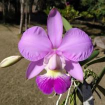 Cattleya Walkeriana Híbrida: S/A Maria José x Flamea Athaide x Alba Serrana