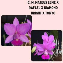 Cattleya Walkeriana Mateus Leme x Rafael x Diamond Bright x Tokyo - Corte de Matriz Adulta com 3 a 5 Bulbos