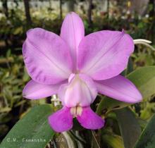 Cattleya Walkeriana Tipo Samanta - Orquídea Adulto Enraizada Cattleya Walkeriana Tipo Samanta - Orquídea Adulto Enraizada