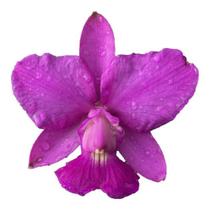 Cattleya Walkeriana Tipo - Toquinho De Madeira