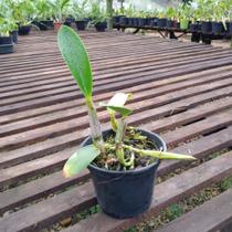 Cattleya Walkeriana Tipo x C W Tipo 'Chapeuzinho Vermelho'