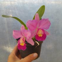 Cattleya walkeriana x Cattleya Ayrton Senna Cattleya walkeriana x Cattleya Ayrton Senna