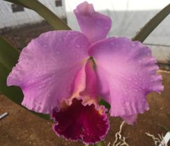 CattleyaCattleya LC Drumbet San Gabriel X LC Culminant La Tuilerie (S-130) - pré adulta