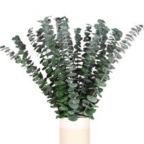 Caules de eucalipto preservados HIAGROW Real Dried 20 unidades 43 cm