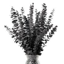 Caules decorativos de eucalipto secos HIAGROW Black 20 unidades 43 cm