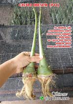 Cavalo Obesum P11 - Cruzamentos entre Cores Roxa e Vermelha Cavalo Obesum P11 - Cruzamentos entre Cores Roxa e Vermelha