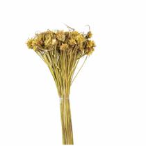 Ceboão Amarelo Flor Desidratada Buque Flores Secas Ceboão Amarelo Flor Desidratada Buque Flores Secas