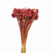 Cebolão Vermelho Desidratado Cebolão Vermelho Desidratado