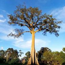 Ceiba pentandra (Samaúma) - Sementes Ceiba pentandra (Samaúma) - Sementes