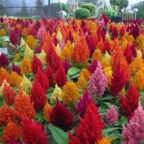 Celósia Plumosa Sortida - 180mg De Sementes