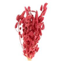 Celósia Rabo De Coelho Rosa Flores Secas P/ Decoração Celósia Rabo De Coelho Rosa Flores Secas P/ Decoração