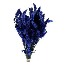 Celósia Rabo De Gato Azul Desidratado Celósia Rabo De Gato Azul Desidratado