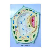 Célula Vegetal Ampliada Célula Vegetal Ampliada