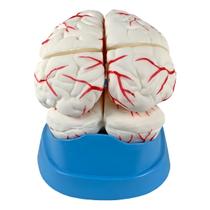 Cerebro com Arterias em 8 Partes - Anatomic TGD-0303
