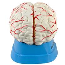 Cérebro com Artérias em 8 Partes Cérebro com Artérias em 8 Partes