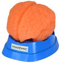 Cérebro Humano Em 9 Pts Modelo Anatomia - Anatomic