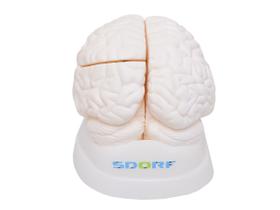 Cérebro Humano em Tamanho Natural em 3 pts, Anatomia - SDORF