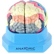 Cérebro Humano Região Funcional do Córtex em 2 partes - ANATOMIC