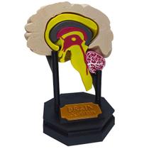 Cérebro Humano Tronco Cerebelo Medula Espinhal Neurologista Cérebro Humano Tronco Cerebelo Medula Espinhal Neurologista