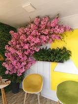 Cerejeira Arvore Flores Instagramavel Rosa 2 Metros Grande - La Caza Store