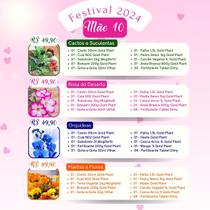 Cesta Dia Das Maes Orquidea Cactos e Suculentas Rosa Do Deserto Ou Plantas e Flores Cesta Dia Das Maes Orquidea Cactos e Suculentas Rosa Do Deserto Ou Plantas e Flores