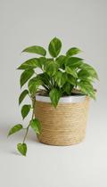 Cesto Grande Palha Natural Alça Forro 24x20x20cm Cesto Grande Palha Natural Alça Forro 24x20x20cm
