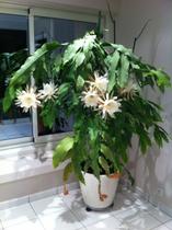 Cestrum nocturnum (Rainha Da Noite /Dama da Noite)