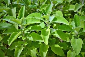 Chá de Boldo - 500g