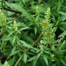 Chá de Erva de Santa Maria (Mentruz) 100g Chá de Erva de Santa Maria (Mentruz) 100g