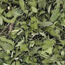 Chá de Espinheira-Santa (Maytenus ilicifolia) 100g - Produto Natural