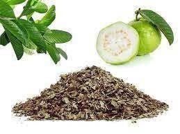 Chá de Folhas de Goiabeira Desidratadas 100g - Psidium Guajava Chá de Folhas de Goiabeira Desidratadas 100g - Psidium Guajava