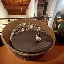 Chaise de alumínio e fibra Ratan