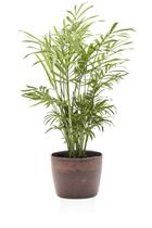 Chamaedorea + Vaso Decorativo - Mini Plantas
