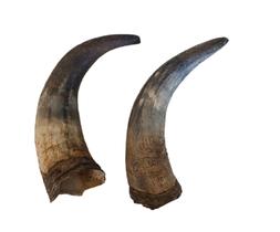 Chifre De Boi Natural Bruto kit 2 PÇs 15 a 20 cm