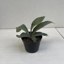 Chifre-de-veado-limonei (platycerium veitchii lemoinei) Chifre-de-veado-limonei (platycerium veitchii lemoinei)