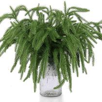 Christmas Norfolk Pine escolhe 50 unidades Rowfad para decoração de Natal