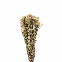 Chuvisco Natural Flor Desidratada Buque Flores Secas Chuvisco Natural Flor Desidratada Buque Flores Secas
